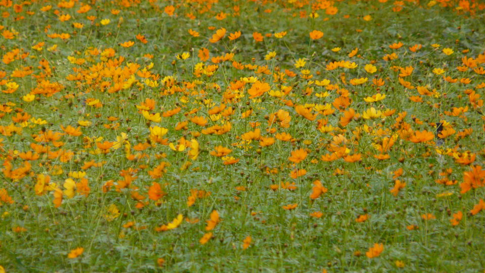 Photo of Beautiful Yelagiri 2/2 by Manghala Priyah