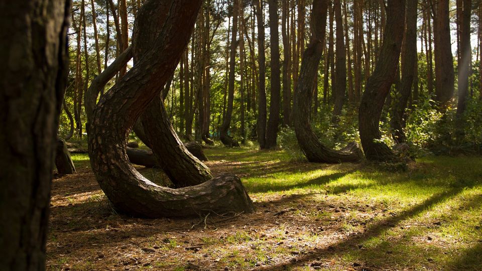 Photo of The mystery of the Crooked Forest in Poland 1/1 by Manghala Priyah