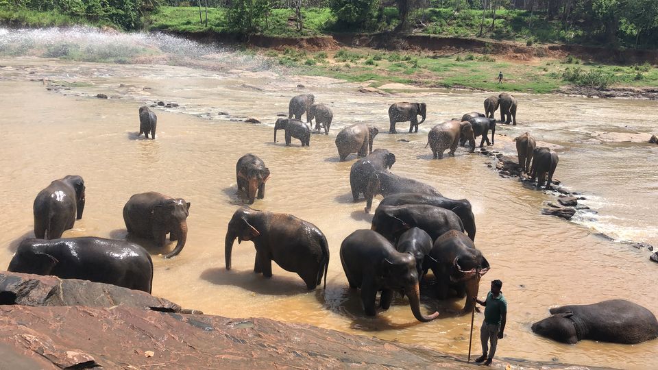 Photo of Pinnawala Elephant Orphanage, B199, Rambukkana, Sri Lanka by Sapna Singh