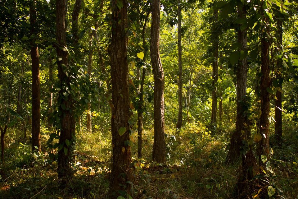 Forest in 2025 Nature aesthetic, Scenery, Nature