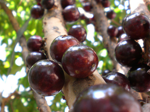 10 Brazilian Fruits You Need To Eat In Rio - Tripoto