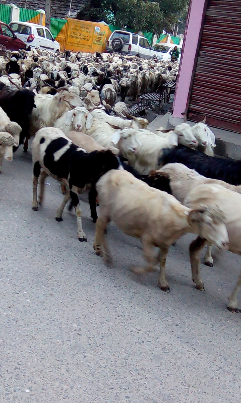 Photo of The Free Kasol! 8/8 by Geetanjali