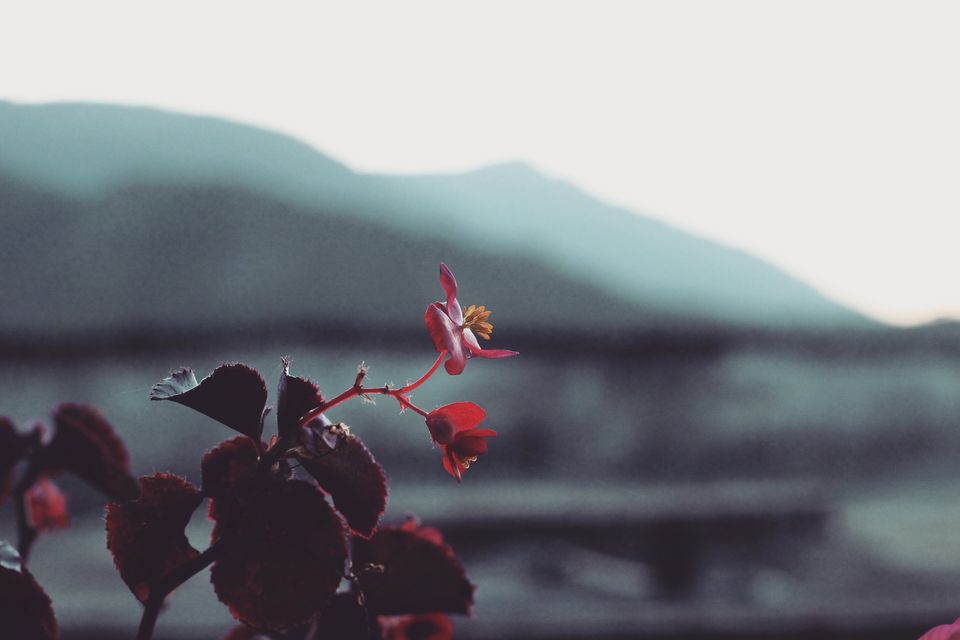 Photo of First solo trip to Dalhousie, Mcleodganj and Manali 45/103 by Vikas Singh