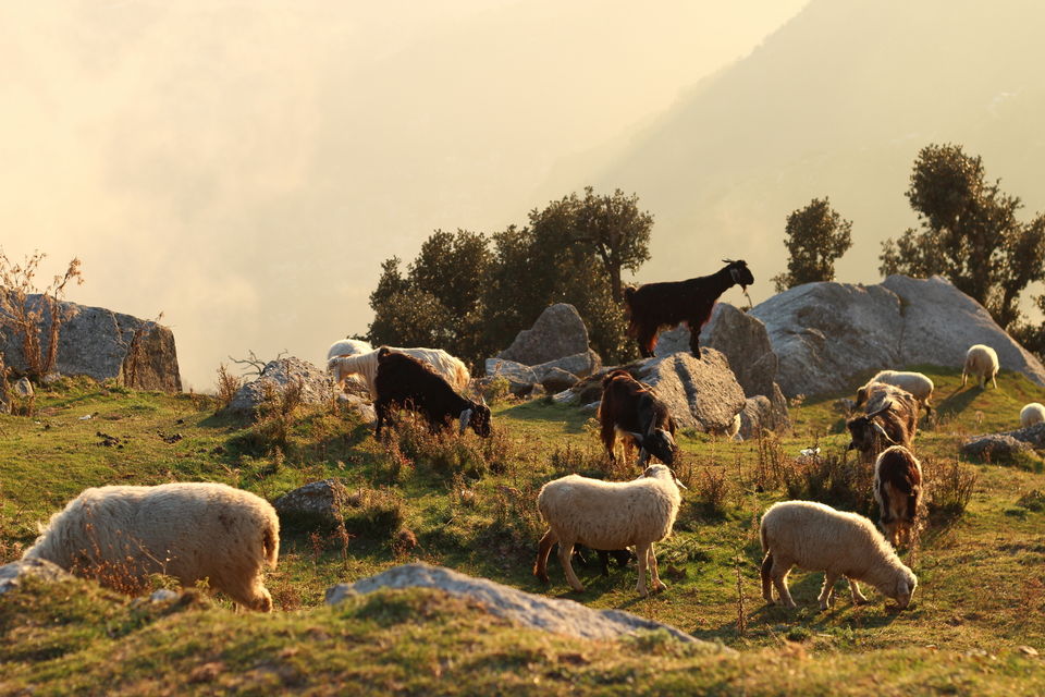 Photo of First solo trip to Dalhousie, Mcleodganj and Manali 68/103 by Vikas Singh