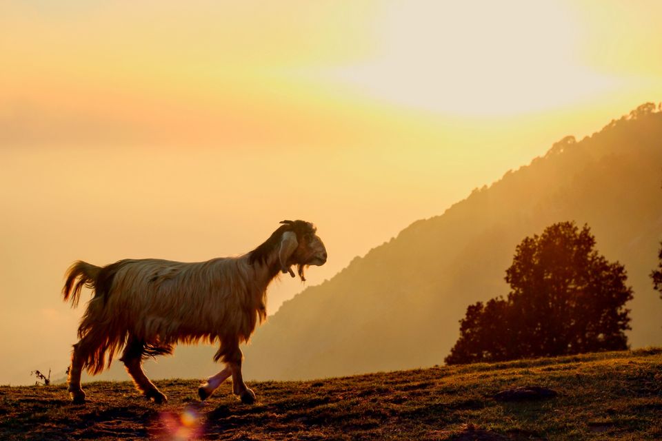 Photo of First solo trip to Dalhousie, Mcleodganj and Manali 72/103 by Vikas Singh