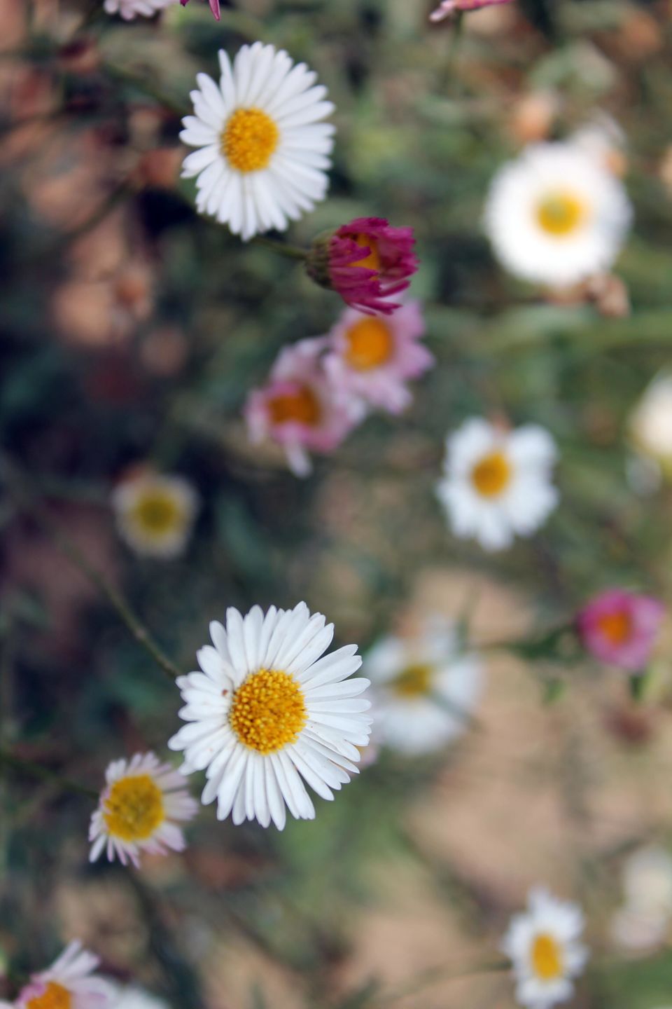 Photo of Mukteshwar – Uttrakhand | Camping – Cliff Jumping - Rappelling | Perfect friends and family weekend 18/19 by Shayaan Ahmad Noori