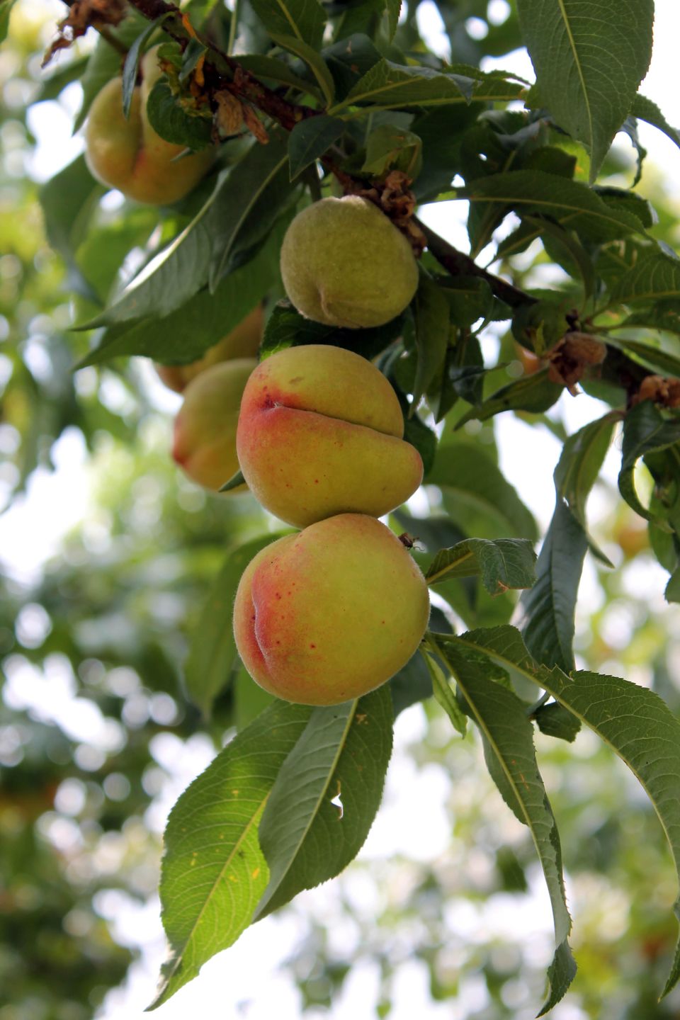 Photo of Mukteshwar – Uttrakhand | Camping – Cliff Jumping - Rappelling | Perfect friends and family weekend 19/19 by Shayaan Ahmad Noori