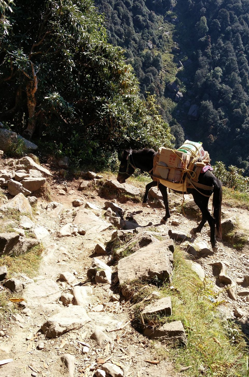 Photo of First solo trip to Dalhousie, Mcleodganj and Manali 58/103 by Vikas Singh