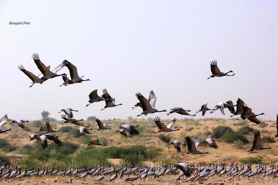 Photo of Khichan: A Village of Migrating Birds 1/3 by Swati Jain