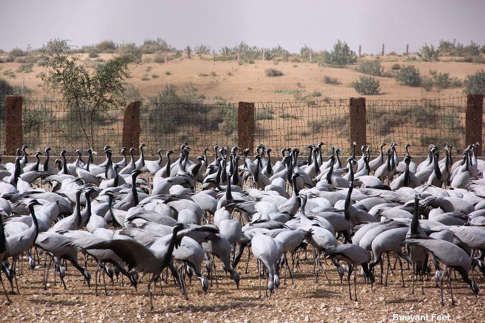 Photo of Khichan: A Village of Migrating Birds 2/3 by Swati Jain