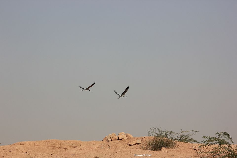 Photo of Khichan: A Village of Migrating Birds 3/3 by Swati Jain