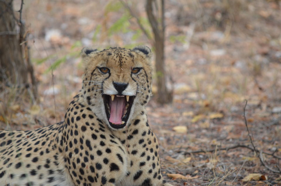 Photo of Into the Wilderness of South Africa 1/1 by Prajwal Shetty Kaup