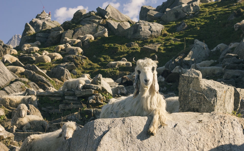 Photo of Triund Trek: A Single Girl Goes On A Solo Trip With Only Rs 3500 In Her Pocket 37/38 by Pramati Anand