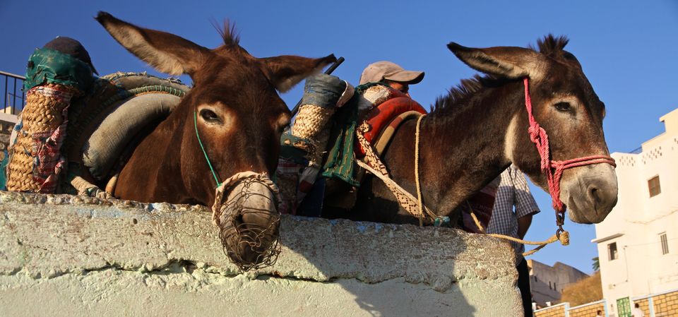 Photo of Making a Donkey of Yourself in Chefchaouen, Morocco 21/29 by Gail Palethorpe