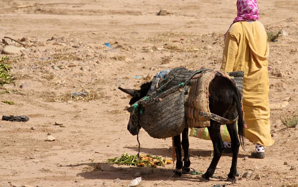 Photo of Making a Donkey of Yourself in Chefchaouen, Morocco 26/29 by Gail Palethorpe
