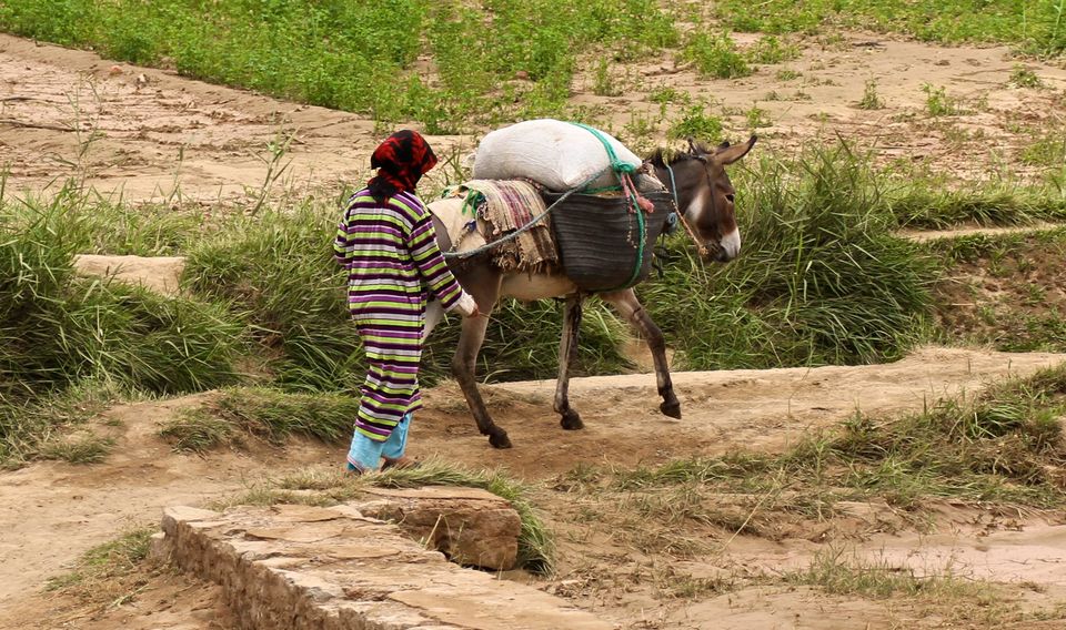 Photo of Making a Donkey of Yourself in Chefchaouen, Morocco 22/29 by Gail Palethorpe