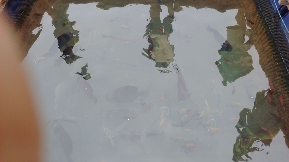 Photo of Langkawi - Get Lost in Nature! 47/74 by Mohit Agarwal