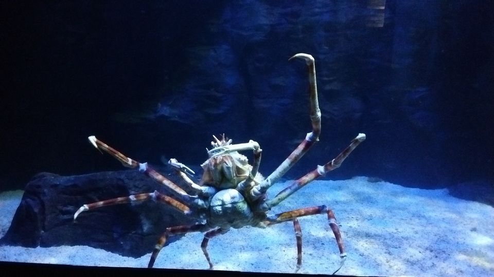 Photo of Langkawi - Get Lost in Nature! 62/74 by Mohit Agarwal