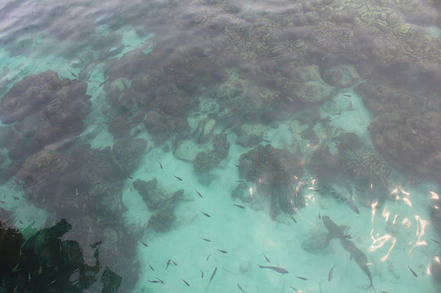 Photo of Langkawi - Get Lost in Nature! 68/74 by Mohit Agarwal