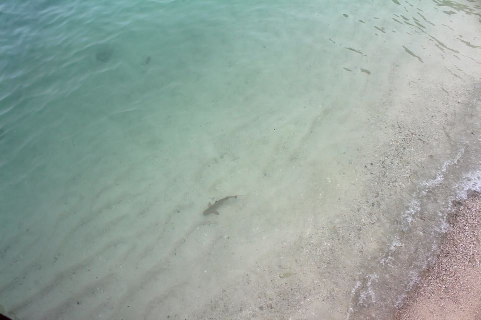 Photo of Langkawi - Get Lost in Nature! 69/74 by Mohit Agarwal