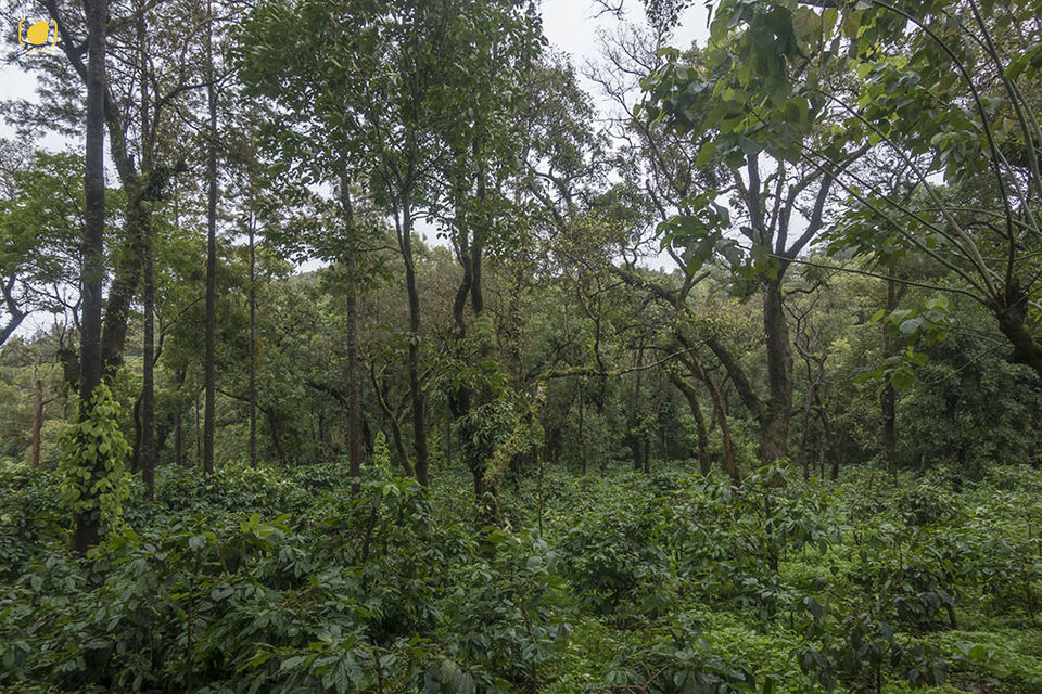 Photo of Drenched Coorg and Daylit Mysore 10/12 by Salim Islam