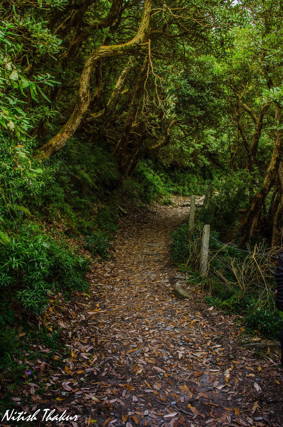 Photo of Like walking through a Tolkien's Novel: A trek to Triund Hilltop 21/35 by Nitish Thakur