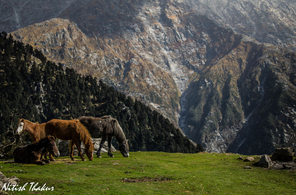 Photo of Like walking through a Tolkien's Novel: A trek to Triund Hilltop 33/35 by Nitish Thakur