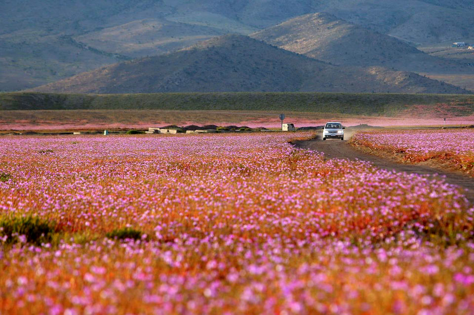 Photo of The Driest Place on Earth Has Now Transformed Into a Glorious Bed of Flowers 2/5 by Gunjan Upreti
