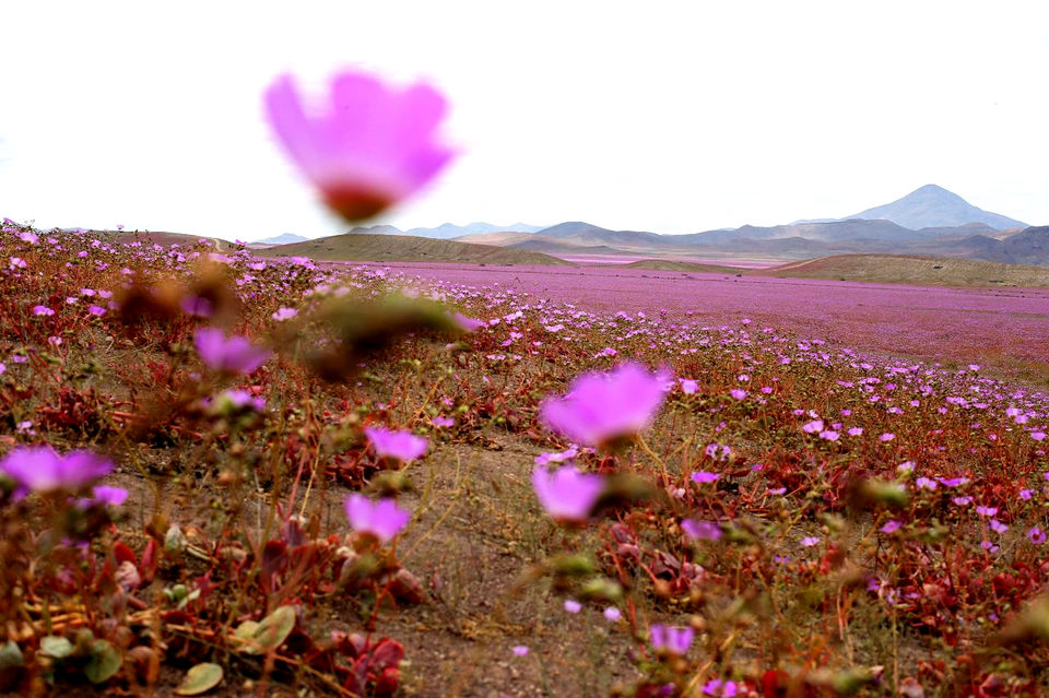 Photo of The Driest Place on Earth Has Now Transformed Into a Glorious Bed of Flowers 4/5 by Gunjan Upreti