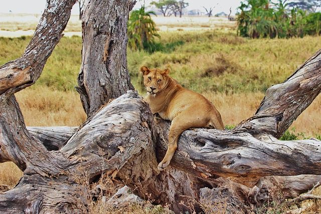Photo of 5 Best Destinations For Safari Vacations 1/10 by Adyasha Dash (The Wandering Mind)