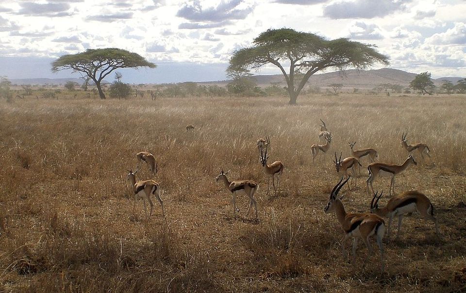 Photo of 5 Best Destinations For Safari Vacations 2/10 by Adyasha Dash (The Wandering Mind)