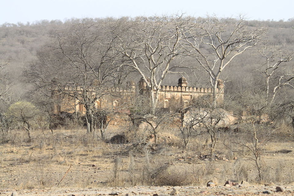 Photo of 5 Best Destinations For Safari Vacations 5/10 by Adyasha Dash (The Wandering Mind)