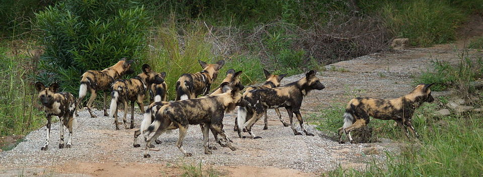Photo of 5 Best Destinations For Safari Vacations 7/10 by Adyasha Dash (The Wandering Mind)