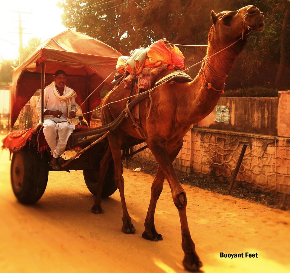 Photo of 4 Places You Can't Miss On A Jodhpur To Jaisalmer Road Trip 1/8 by Swati Jain