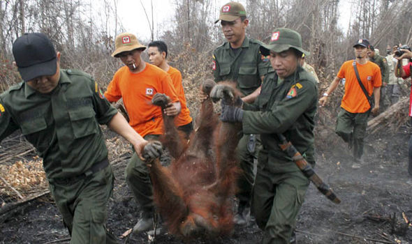 Photo of Why Indonesia Pissed Me Off 2/3 by Adyasha Dash (The Wandering Mind)