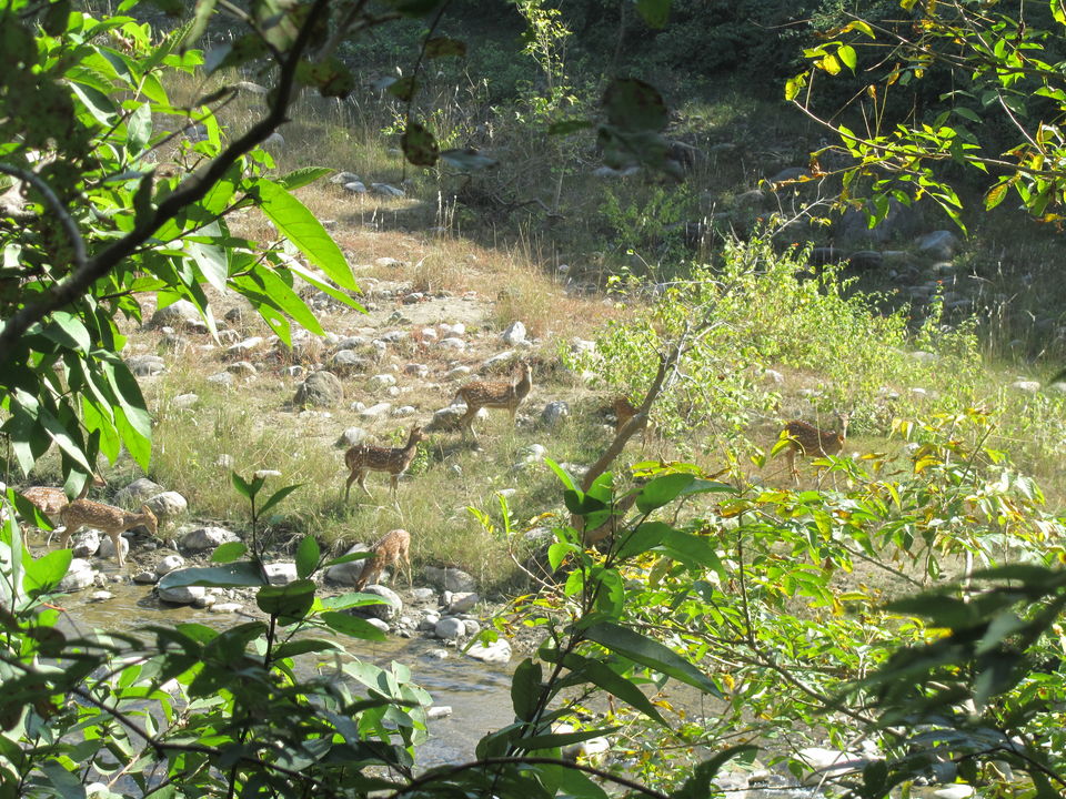 Photo of Exploring the Wilderness Jim Corbett National Park has to Offer | Trip Plan | Details 25/42 by Shayaan Ahmad Noori