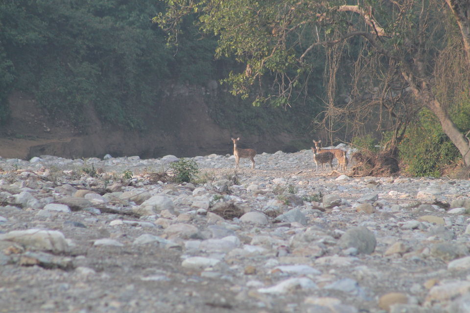 Photo of Exploring the Wilderness Jim Corbett National Park has to Offer | Trip Plan | Details 31/42 by Shayaan Ahmad Noori