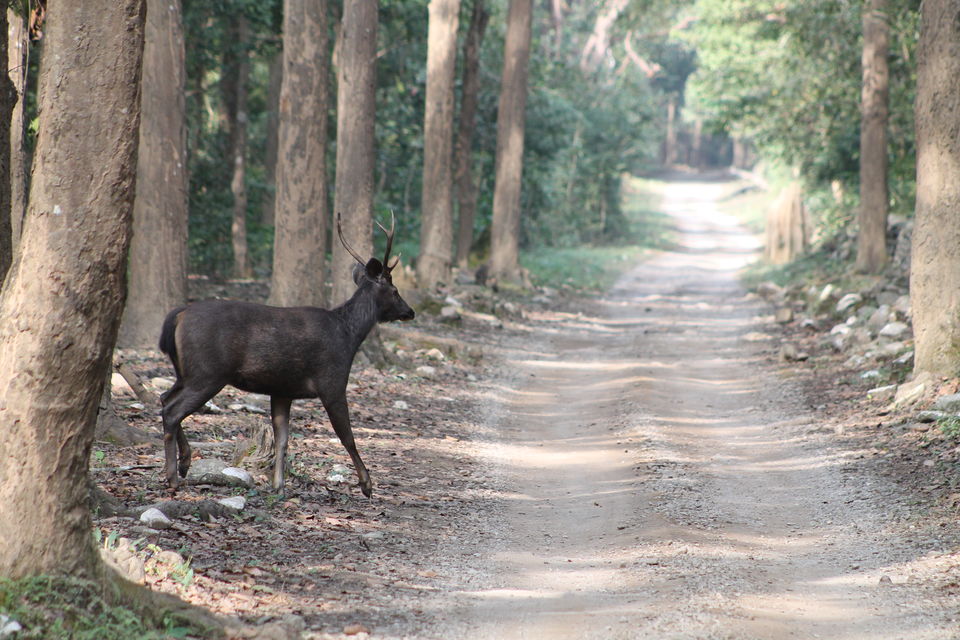 Photo of Exploring the Wilderness Jim Corbett National Park has to Offer | Trip Plan | Details 32/42 by Shayaan Ahmad Noori