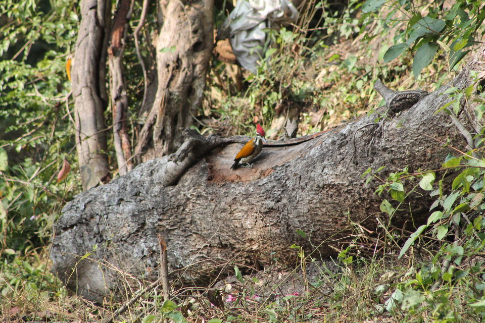 Photo of Exploring the Wilderness Jim Corbett National Park has to Offer | Trip Plan | Details 36/42 by Shayaan Ahmad Noori