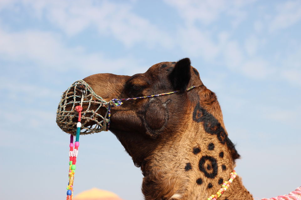 Photo of Kutch – A Pristine Cultural Paradise 76/86 by Vikas Singh