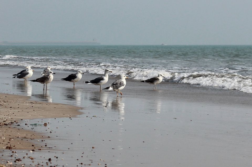 Photo of Kutch – A Pristine Cultural Paradise 69/86 by Vikas Singh