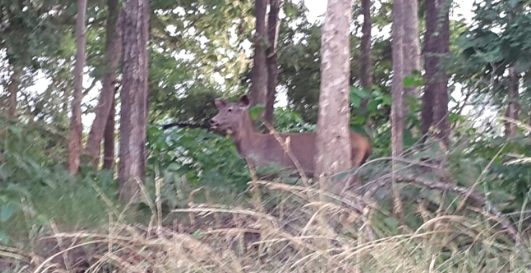 Photo of Ordeal in Jungle - Madhai gateway to Satpura 11/11 by madhu sharma