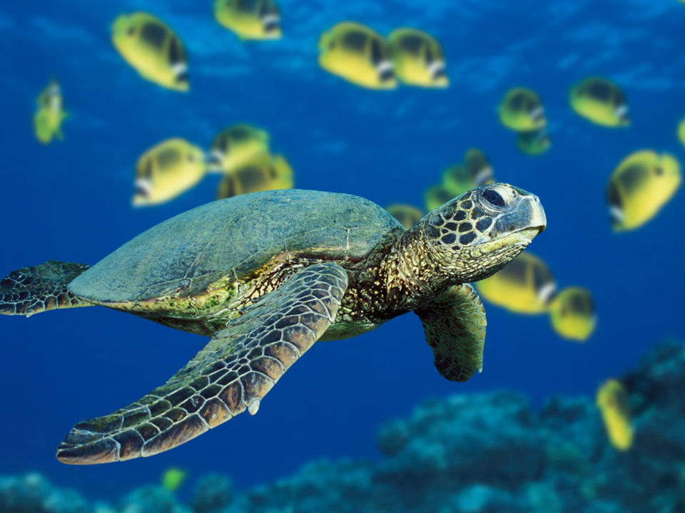 Photo of Great Barrier Reef, Queensland, Australia by Sreshti Verma