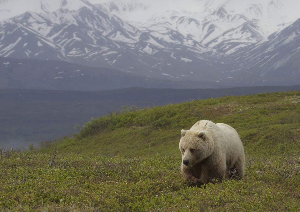 Photo of Alaska, United States by Sreshti Verma