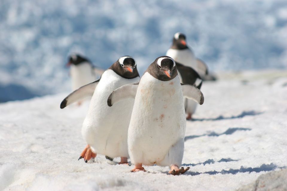Photo of Antarctica by Sreshti Verma