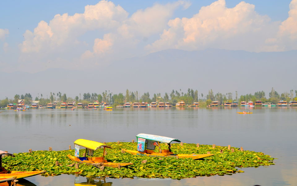 Photo of Trip to Srinagar, City of Lakes and Gardens 22/37 by Bobby