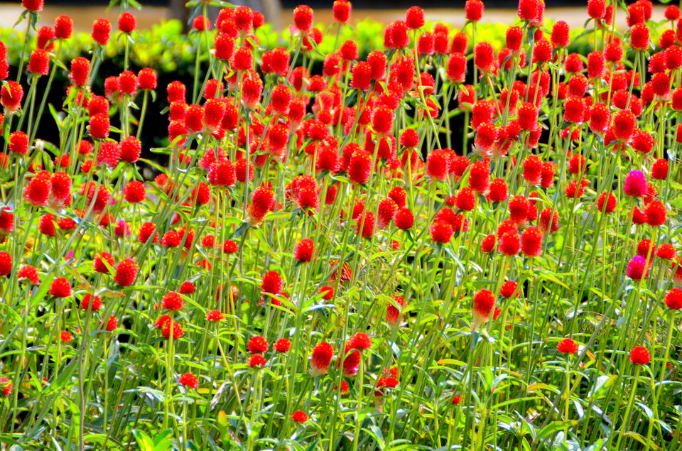 Photo of Trip to Srinagar, City of Lakes and Gardens 25/37 by Bobby