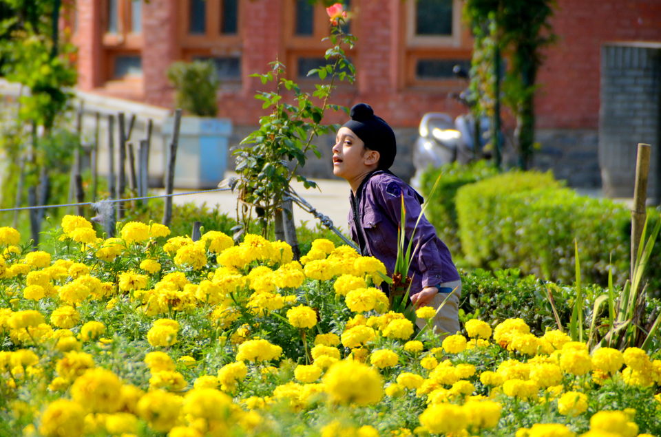Photo of Trip to Srinagar, City of Lakes and Gardens 27/37 by Bobby