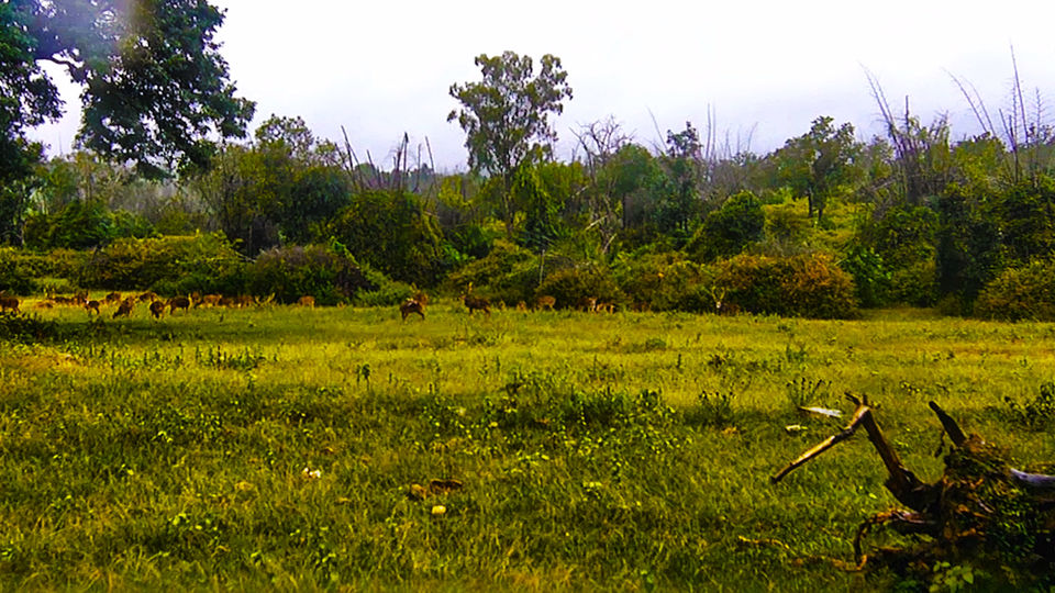 Photo of Bandipur & Masinagudi – The Reserves of Two States and Best Weekend Getaway 5/16 by Venky Rover Scout