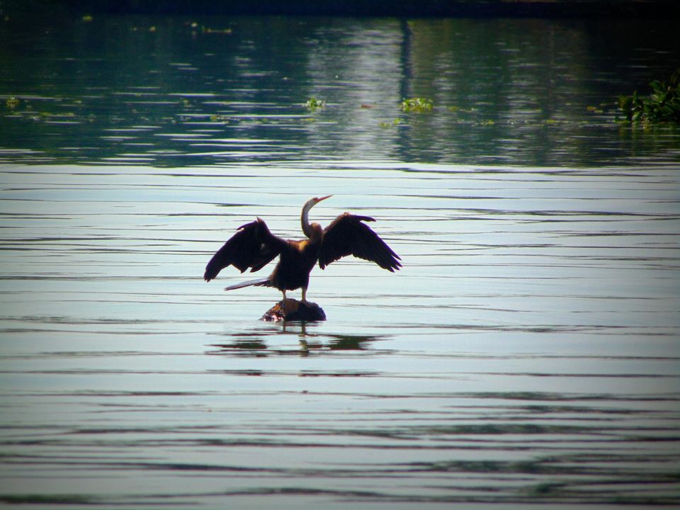 Photo of The Vacation Part 1: Tryst with Kerala 36/42 by Piyush Aggarwal